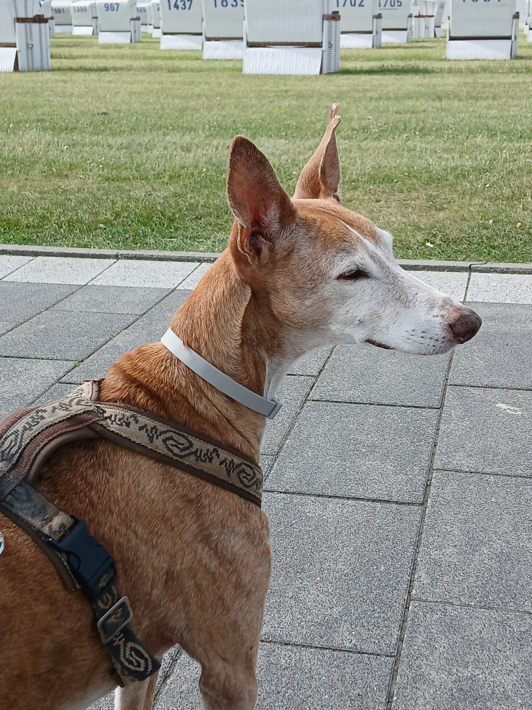 Customer photo review of Wurmtest Plus Hund