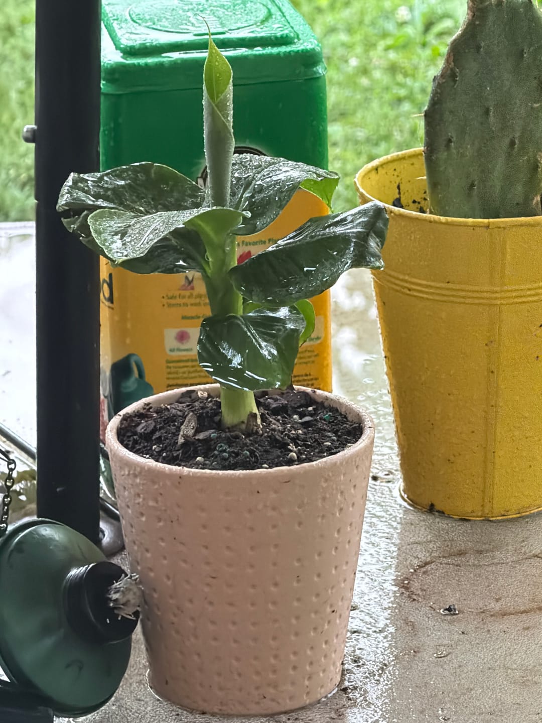 Customer photo review of Musa Truly Tiny Banana