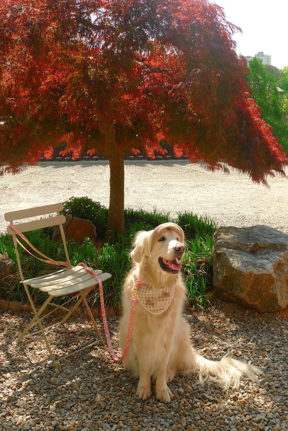 Customer photo review of Gentle Leash Bolt, Long_Flora