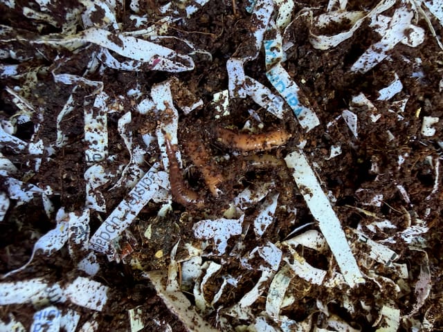 Customer photo review of Red Wigglers Composting Worms