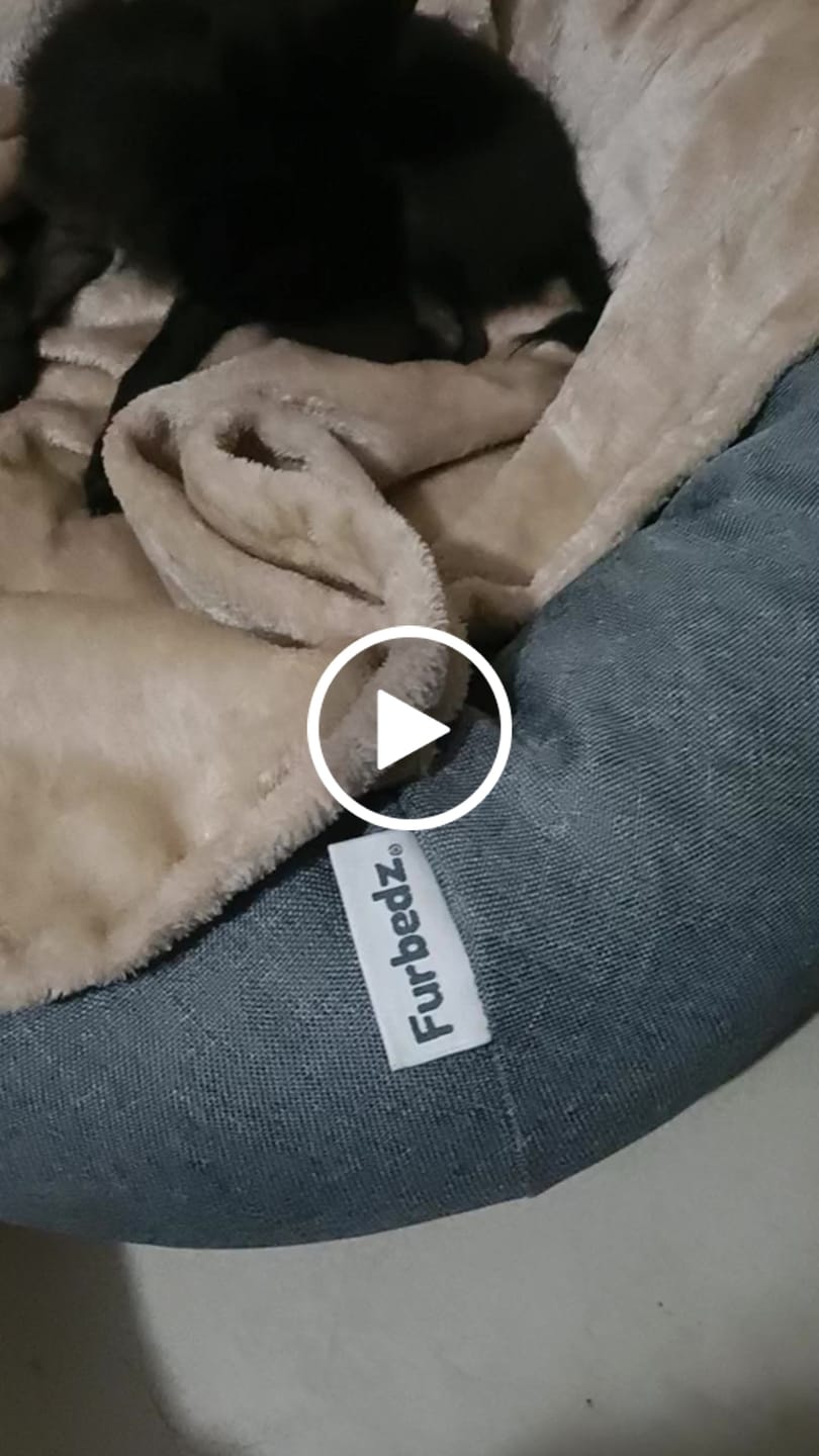 Customer video review of Funda Lino para Cama Antiestrés para Perros