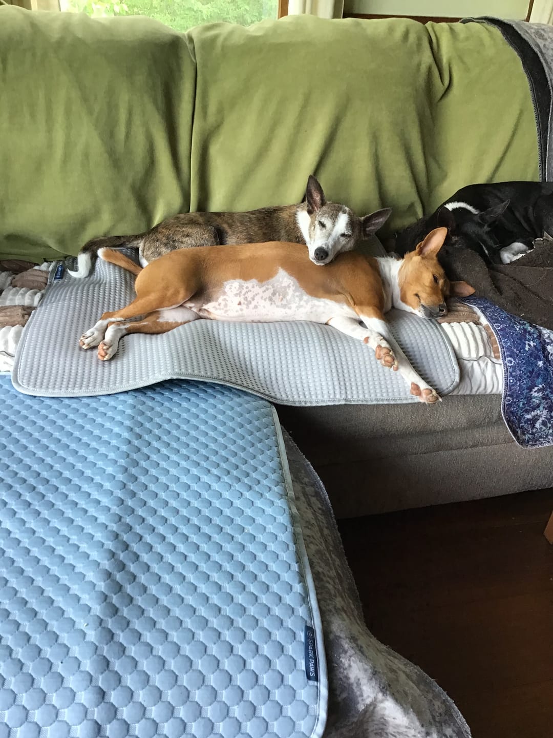 Customer photo review of Frostcore™ Cooling Mat 2 Pack