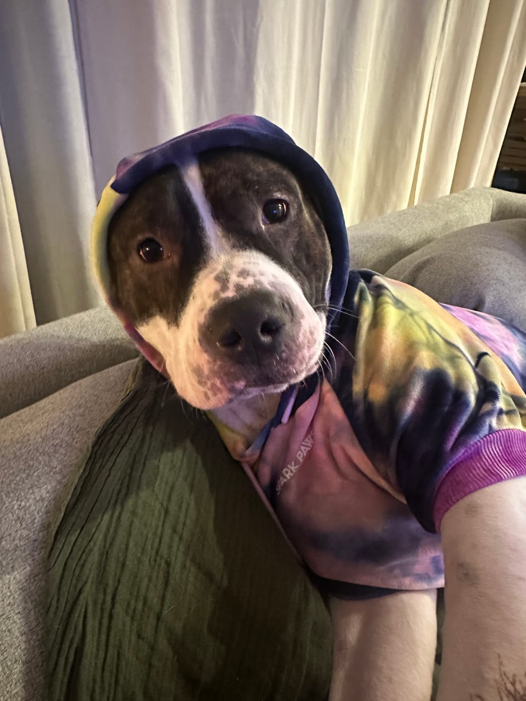 Customer photo review of Rock and Roll Dog Hoodie