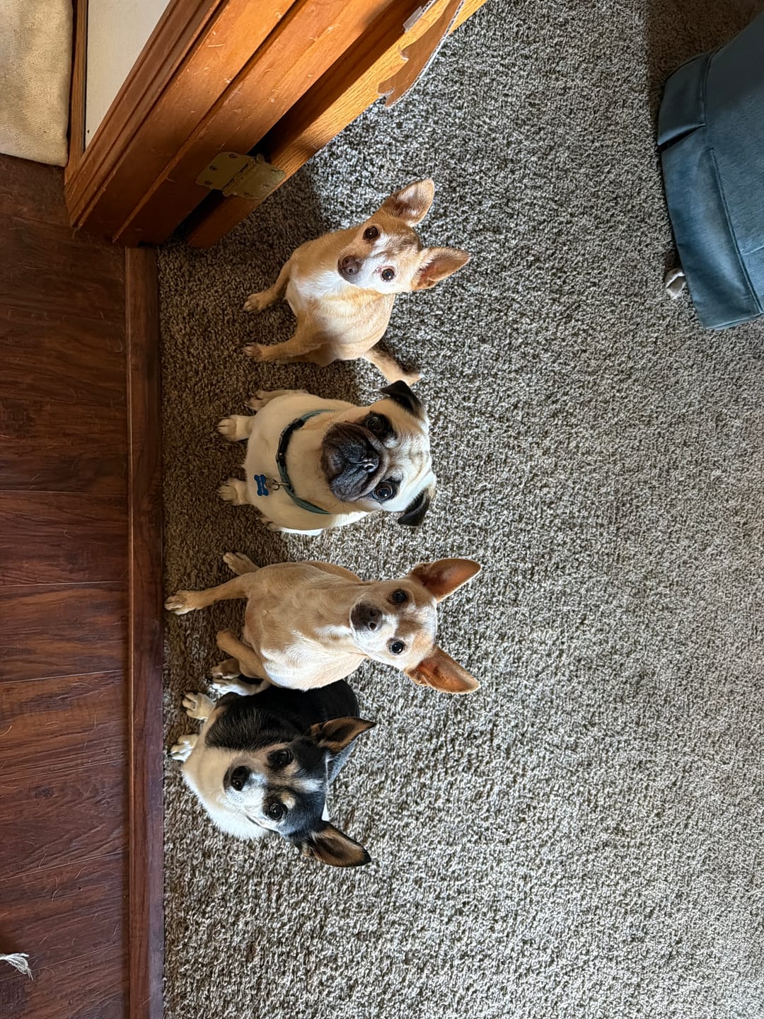 Customer photo review of Dog Bad Breath & Dental Care Remedy