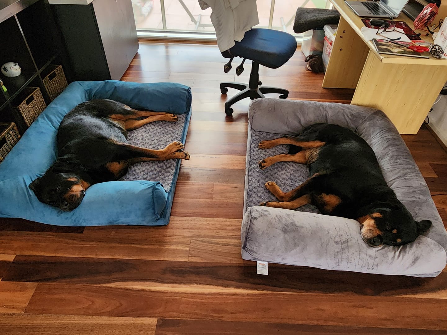 Customer photo review of Pet Sofa Bed