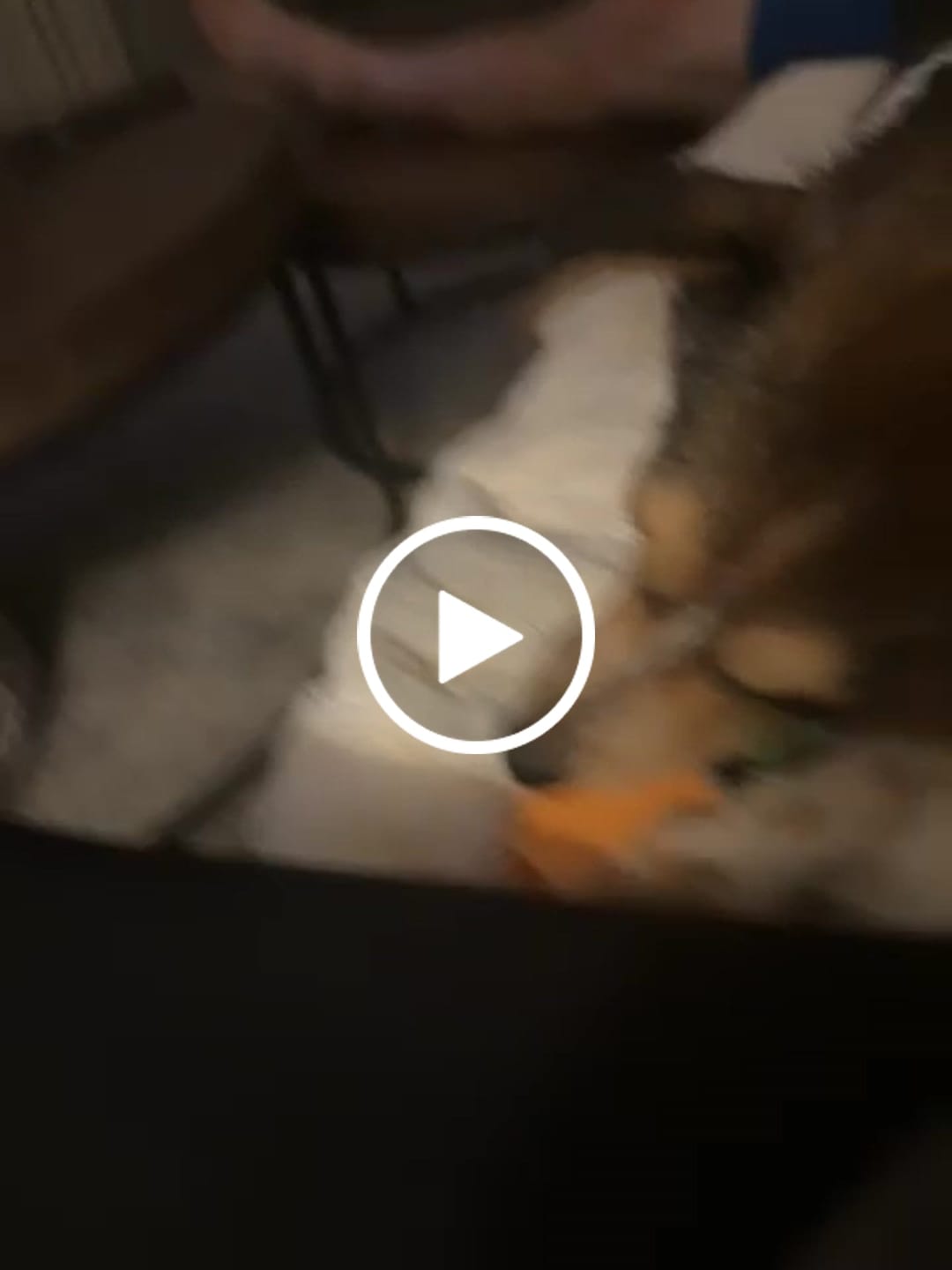 Customer video review of Himalayan Yak Chews — 6 Flavor Pack | Long-Lasting Natural Dog Chews