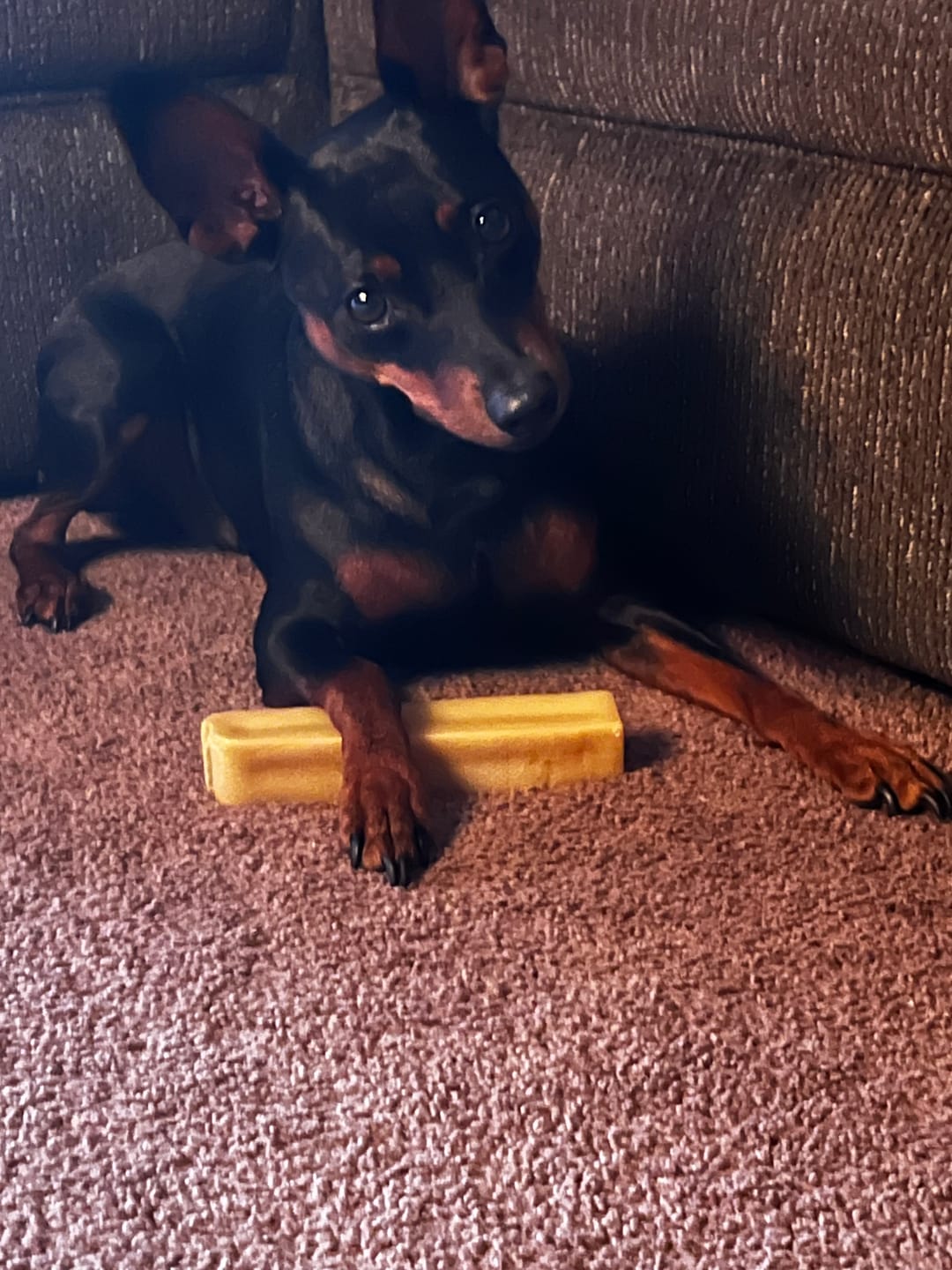 Customer photo review of Himalayan Yak Chew (LARGE)
