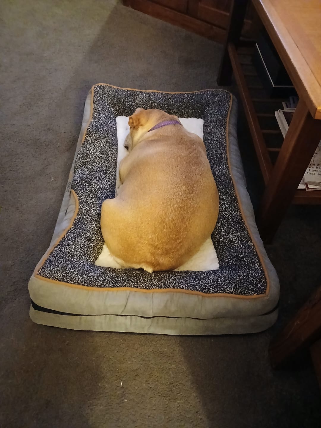 Customer photo review of Pets Gear Orthopedic Dog Bed