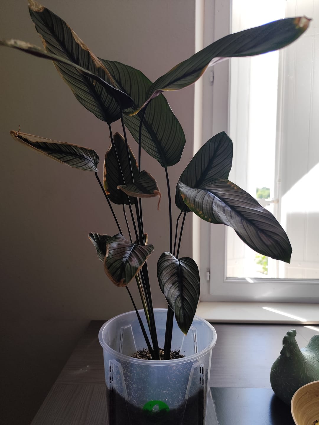 Customer photo review of Calathea & Maranta Mix