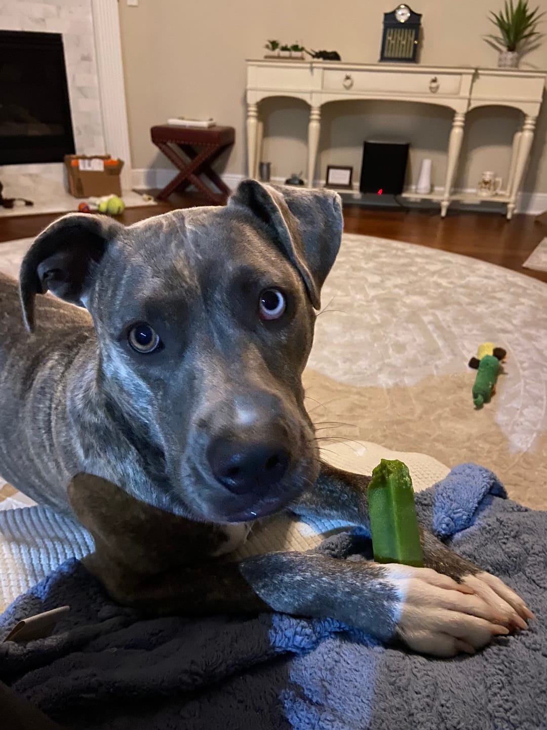 Customer photo review of Himalayan Yak Chews — 4 Flavor Pack | Long-Lasting Natural Dog Chews