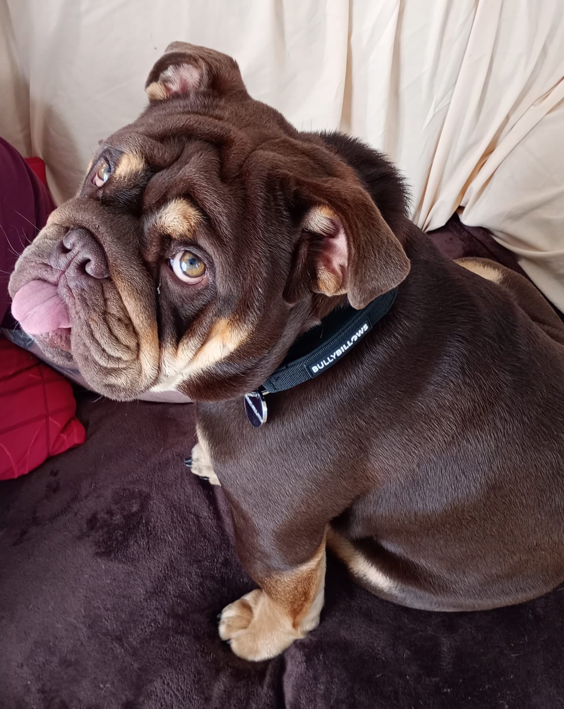 Customer photo review of 4cm LIGHTER Combat® Collar | With Handle & Secure Clip - Black x Black