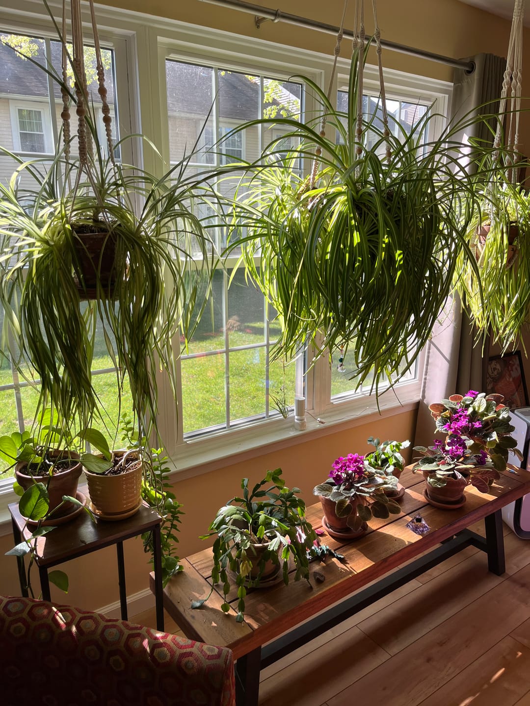 Customer photo review of Houseplant Pest Spray
