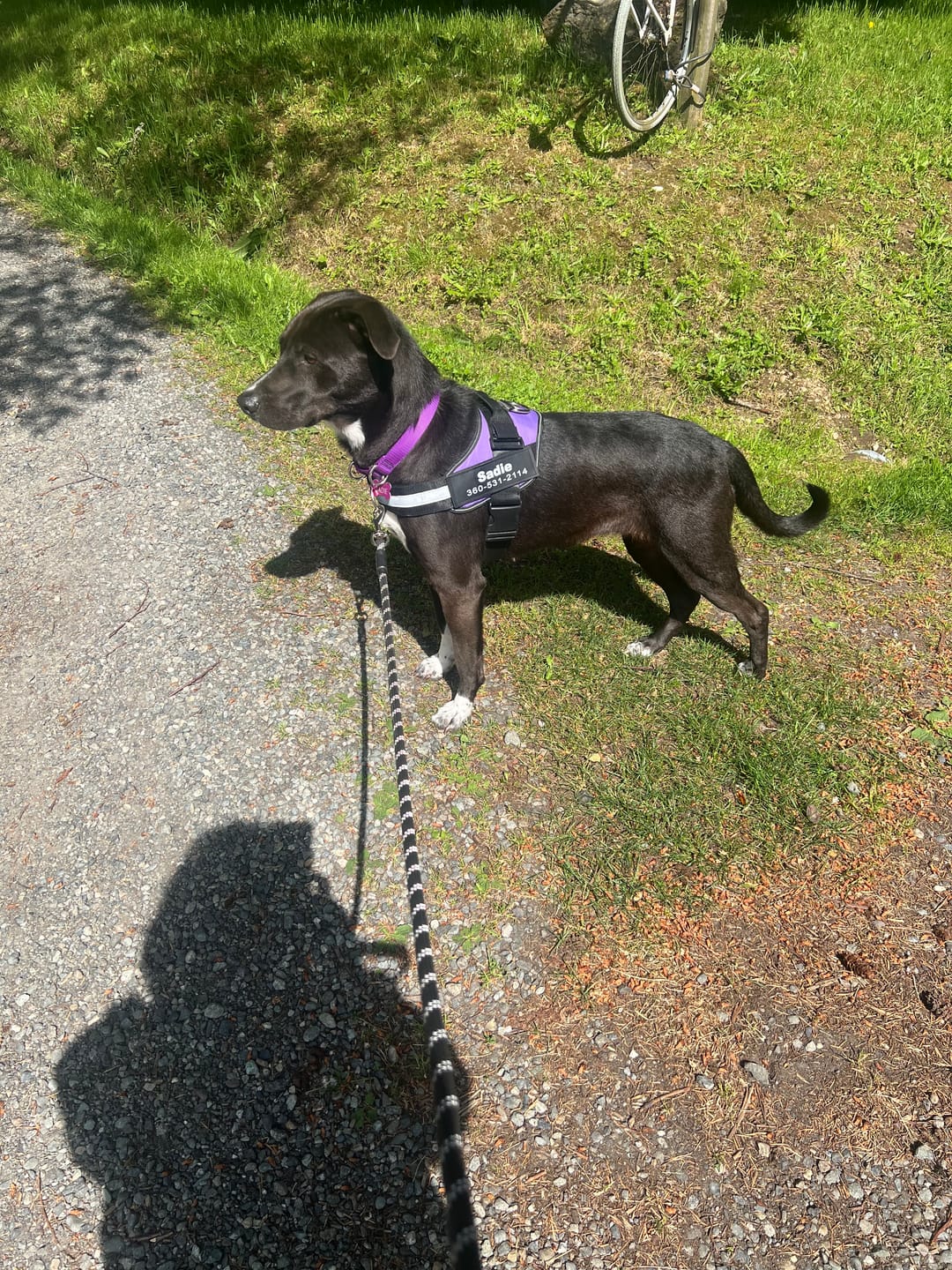 Customer photo review of Dogshood ™