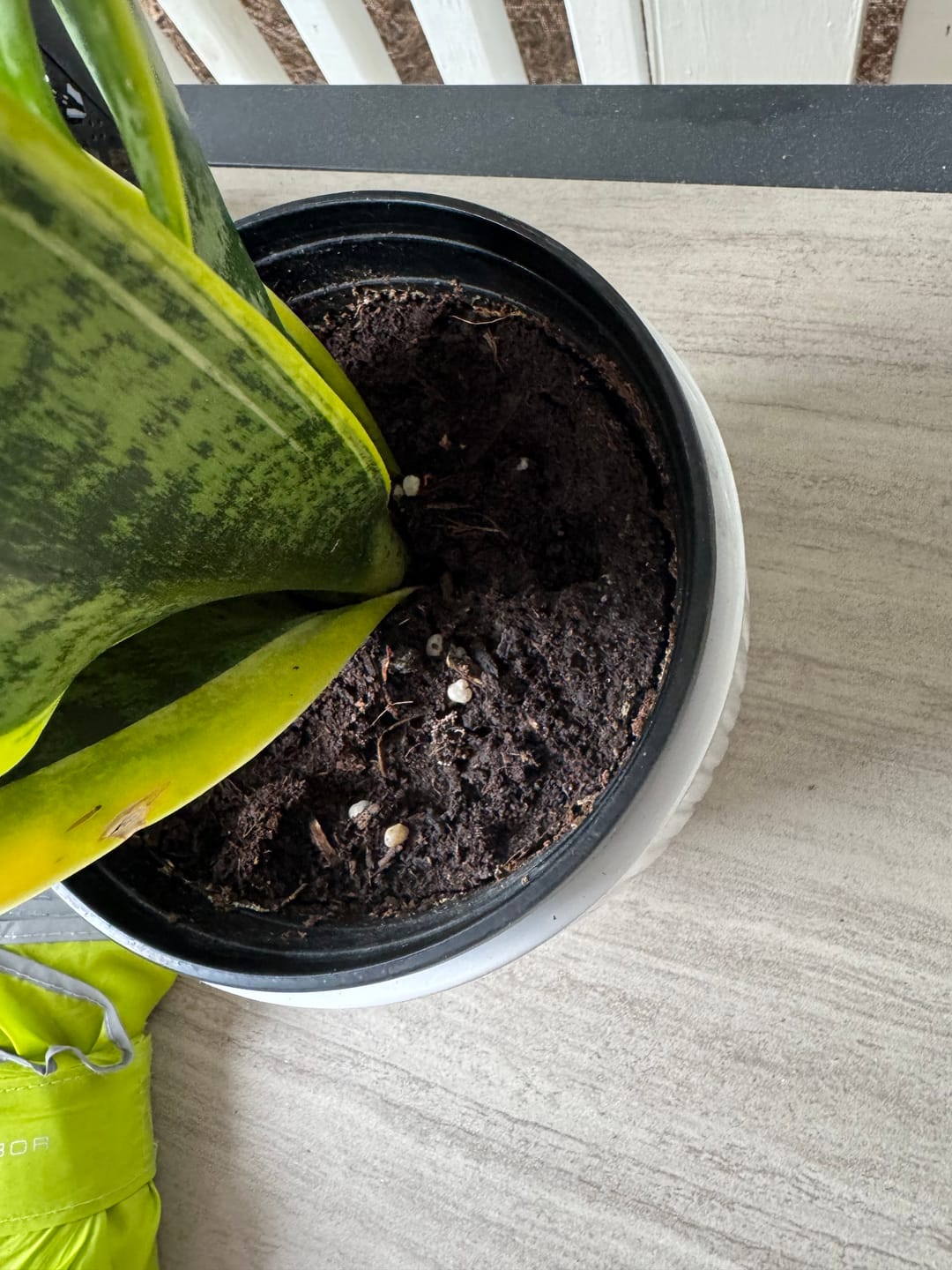 Customer photo review of Houseplant Pest Spray