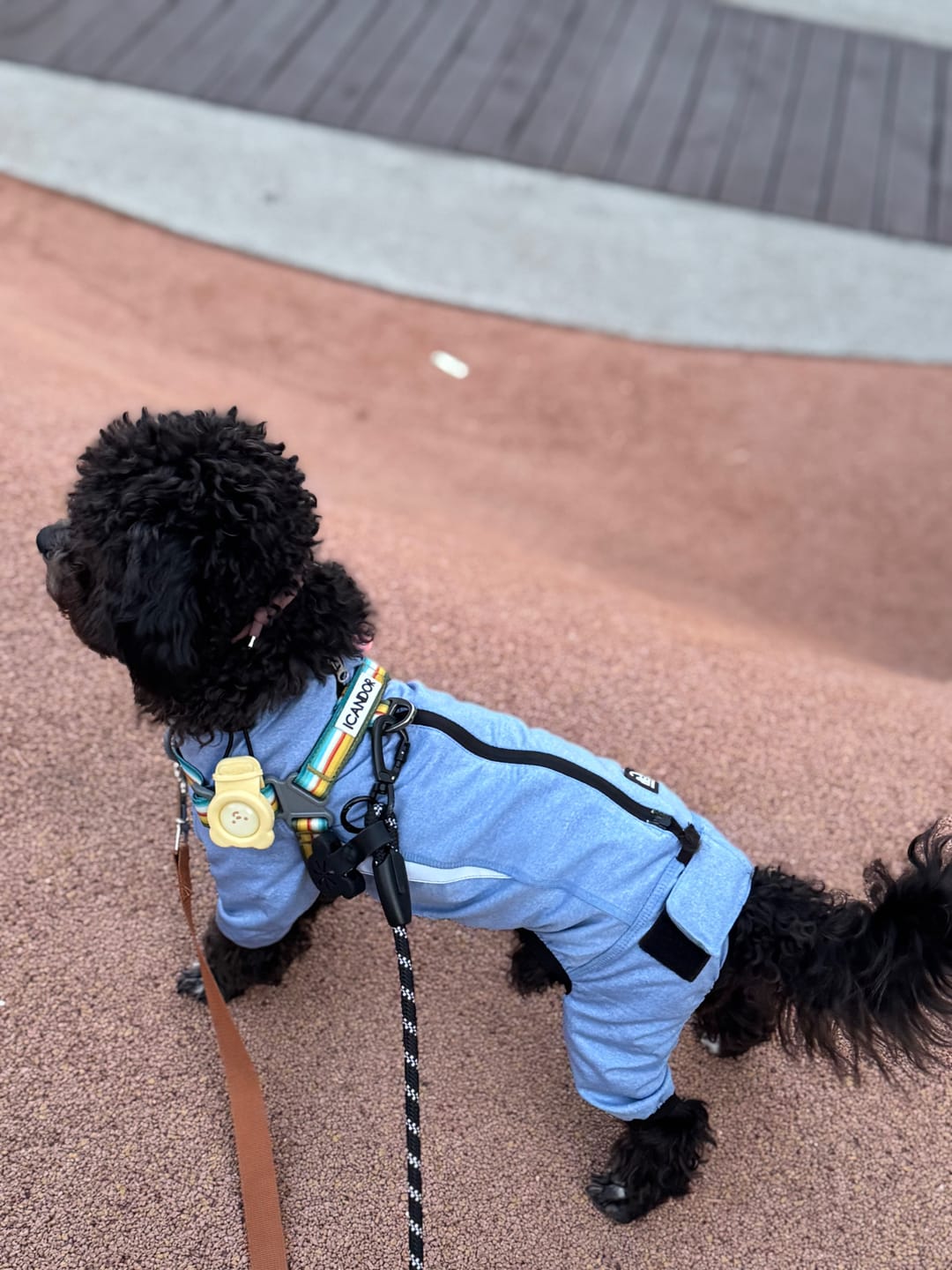 Customer photo review of No-Pull Harness_Ripple