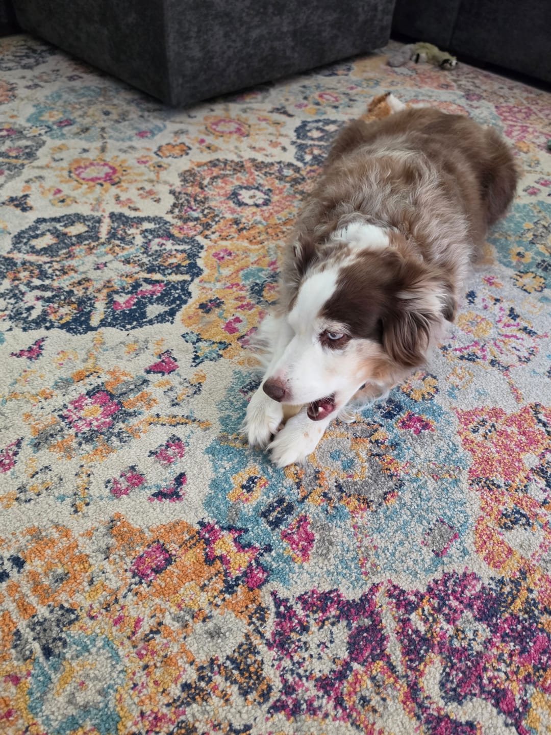Customer photo review of Himalayan Yak Chews — 4 Flavor Pack | Long-Lasting Natural Dog Chews