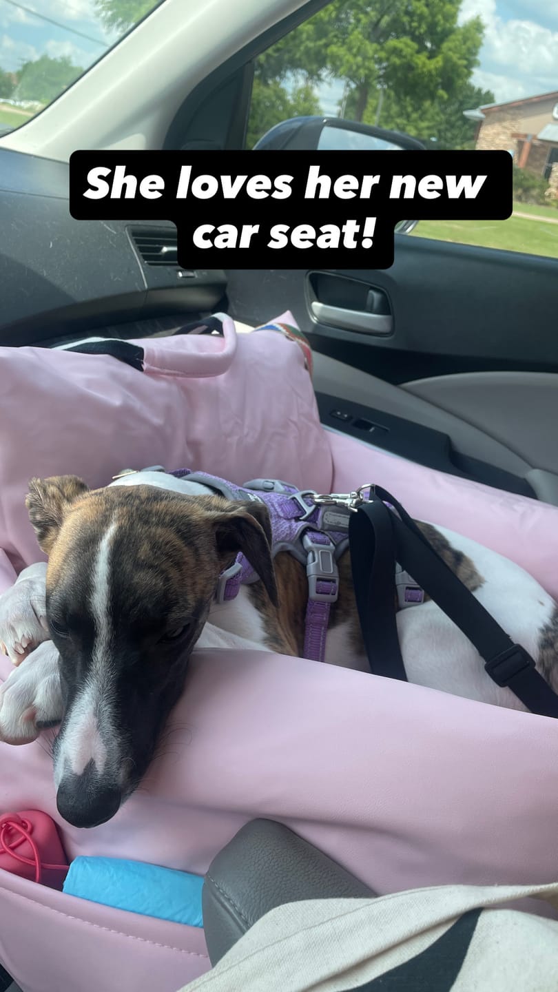 Customer photo review of The Dog Dock V2 New & Improved with LATCH / ISO FIX anchors