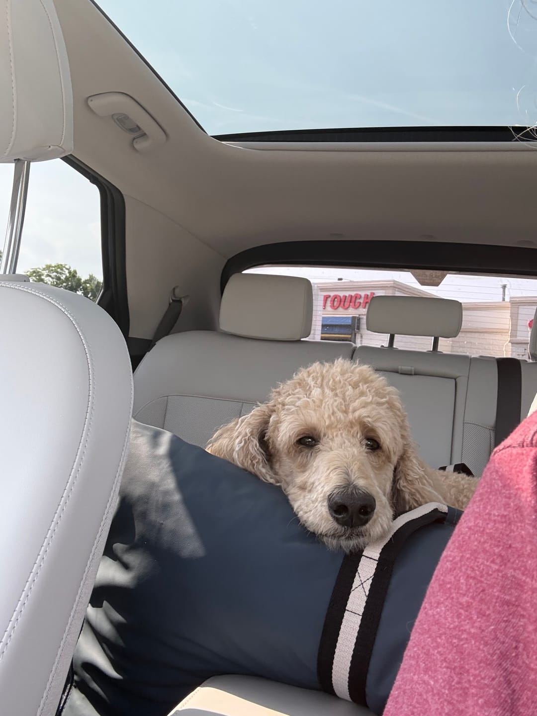 Customer photo review of The Dog Dock V2 New & Improved with LATCH / ISO FIX anchors