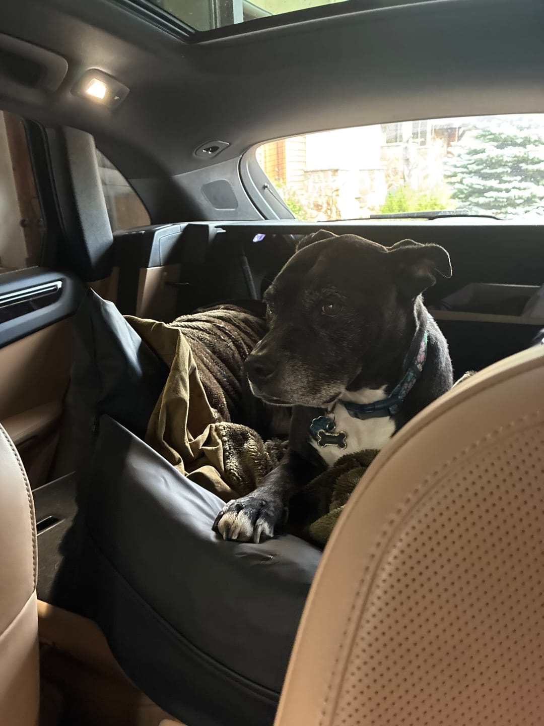 Customer photo review of The Dog Dock V2 New & Improved with LATCH / ISO FIX anchors