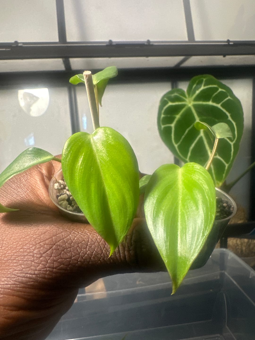 Customer photo of Philodendron McDowell
