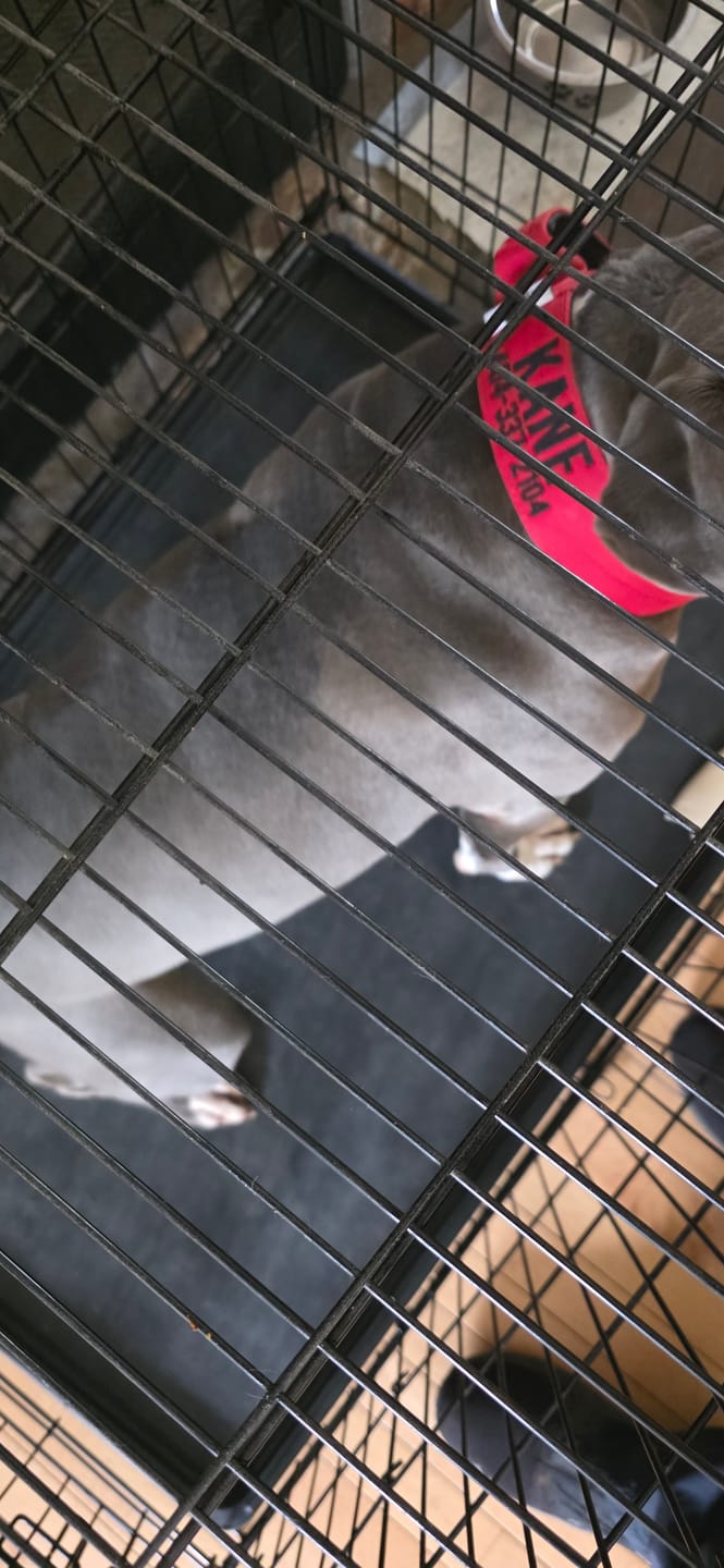 Customer photo review of Personalized Bully Proof Collar