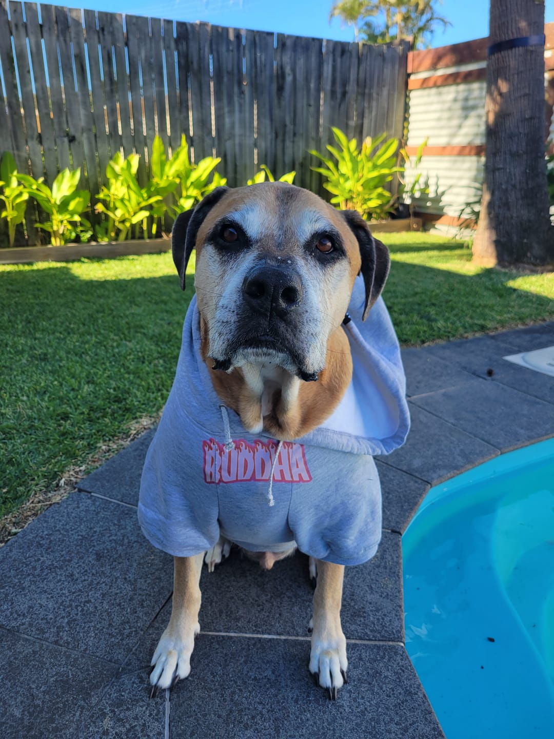 Customer photo review of Personalised Thrasher Font Dog Hoodie 🔥