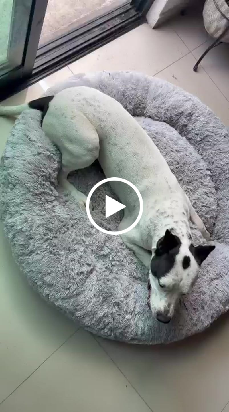 Customer video review of Funda Lino para Cama Antiestrés para Perros