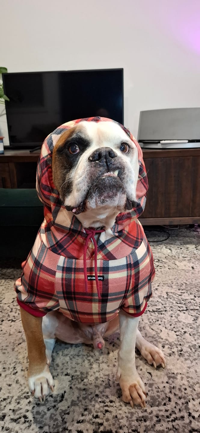 Customer photo review of Red Plaid Dog Hoodie