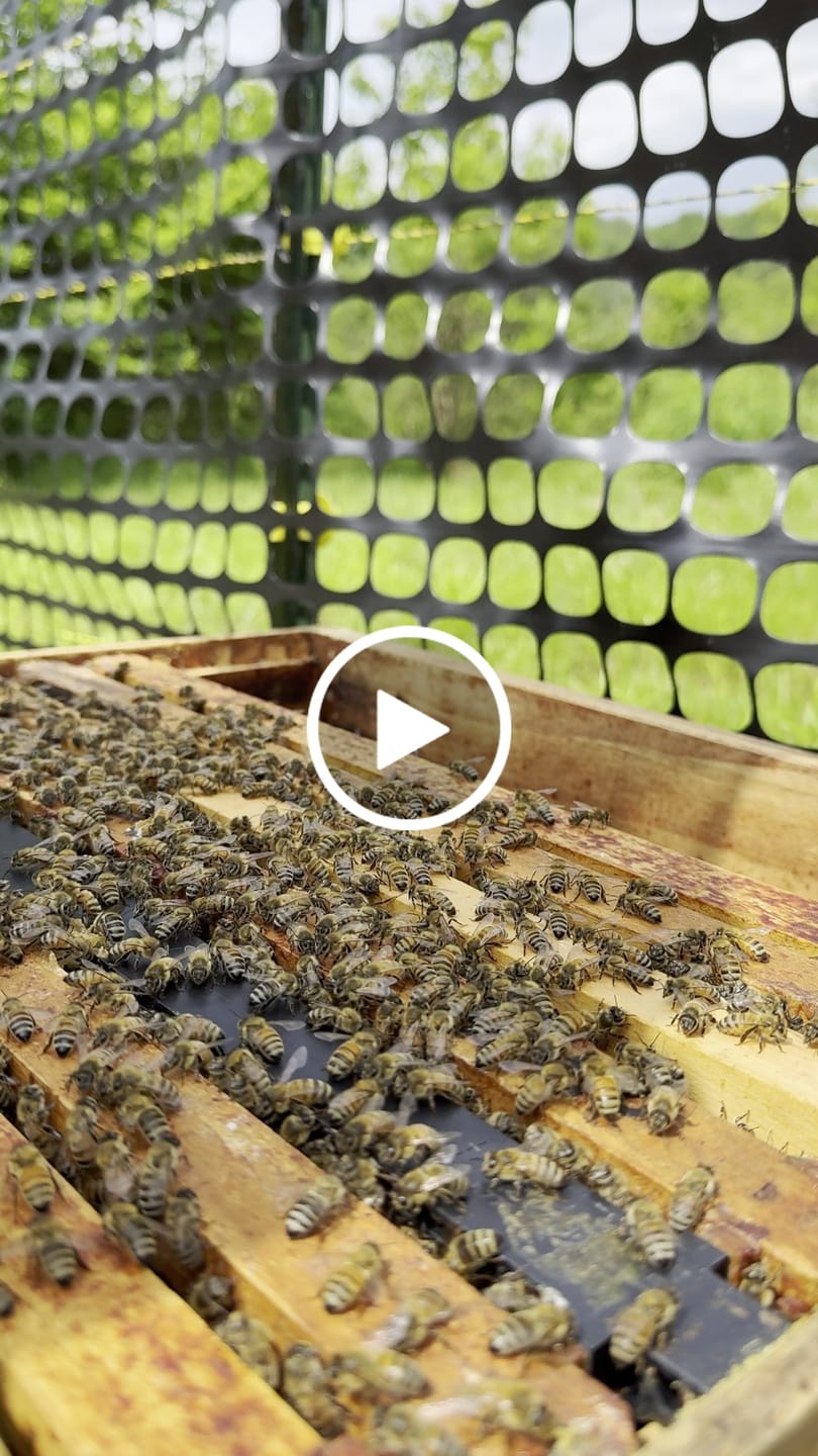 Customer video review of TechBee Smoker