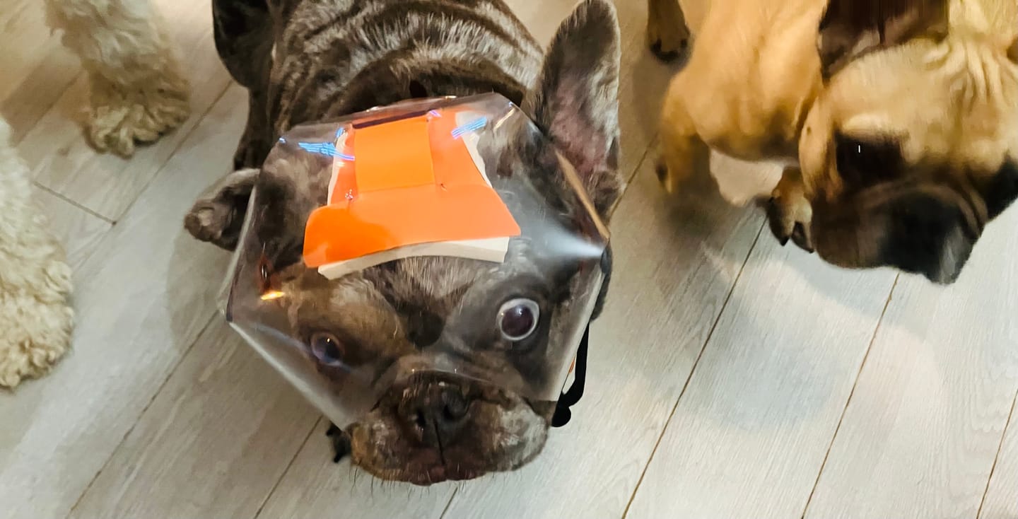 Customer photo review of OptiVizor - Short Snout Version - Clear UV Tint