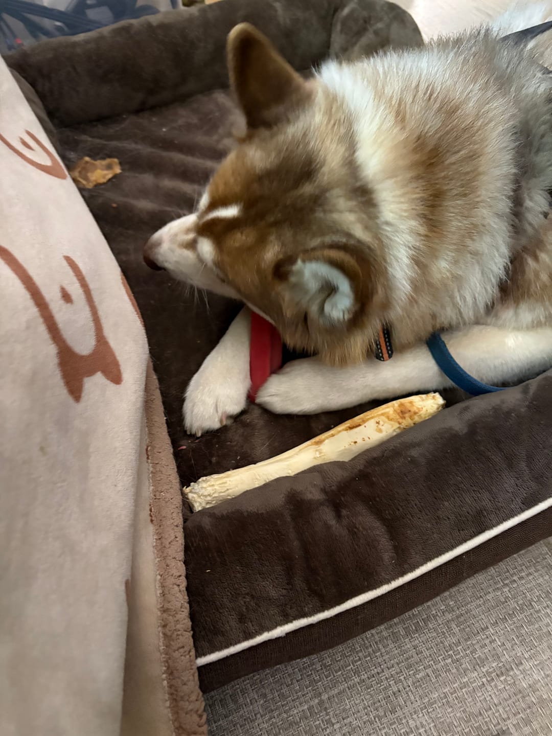 Customer photo review of Mint Himalayan Yak Chew (MEDIUM)