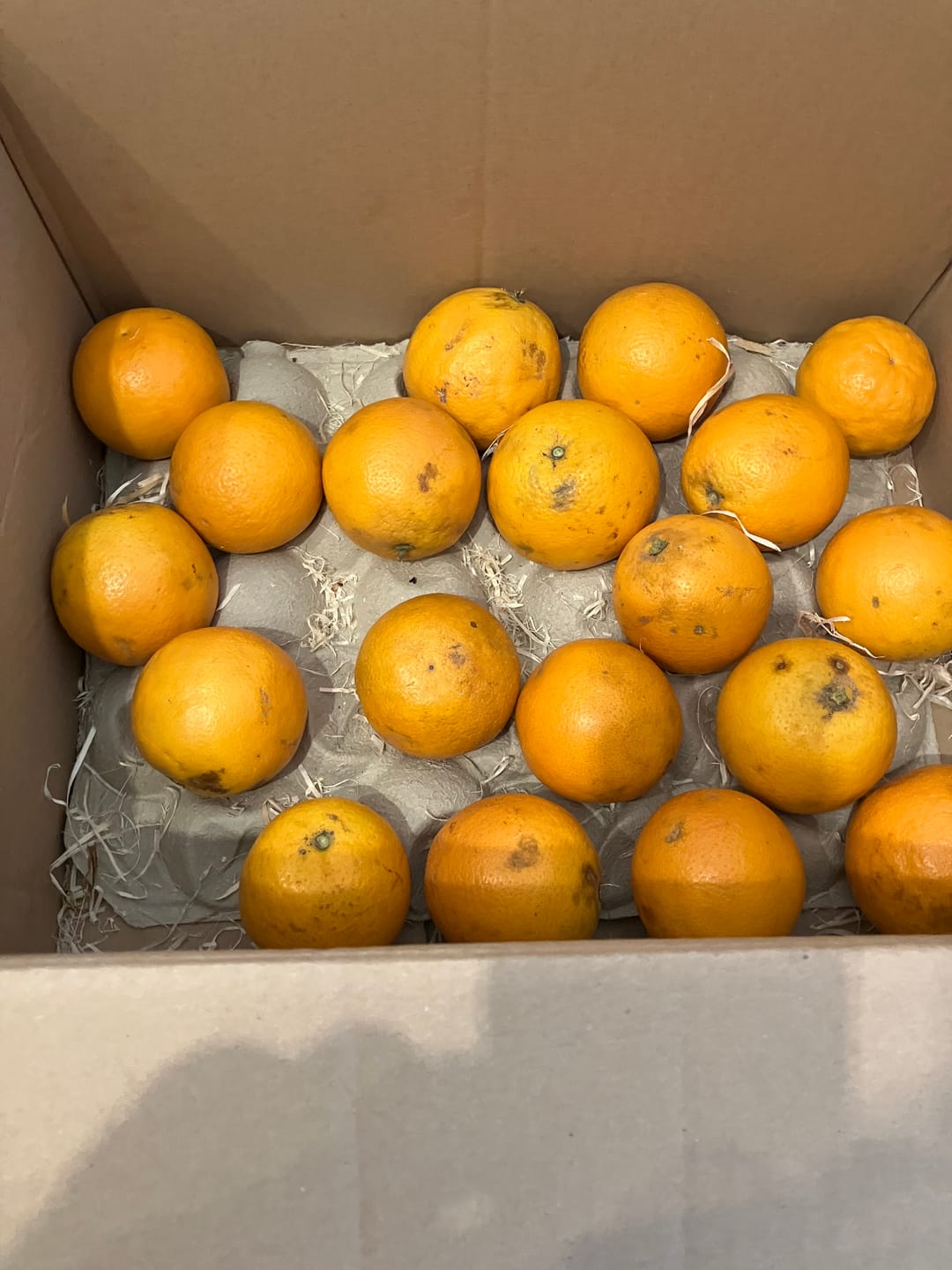 Customer photo review of Saft-Orangen Bio aus Sizilien