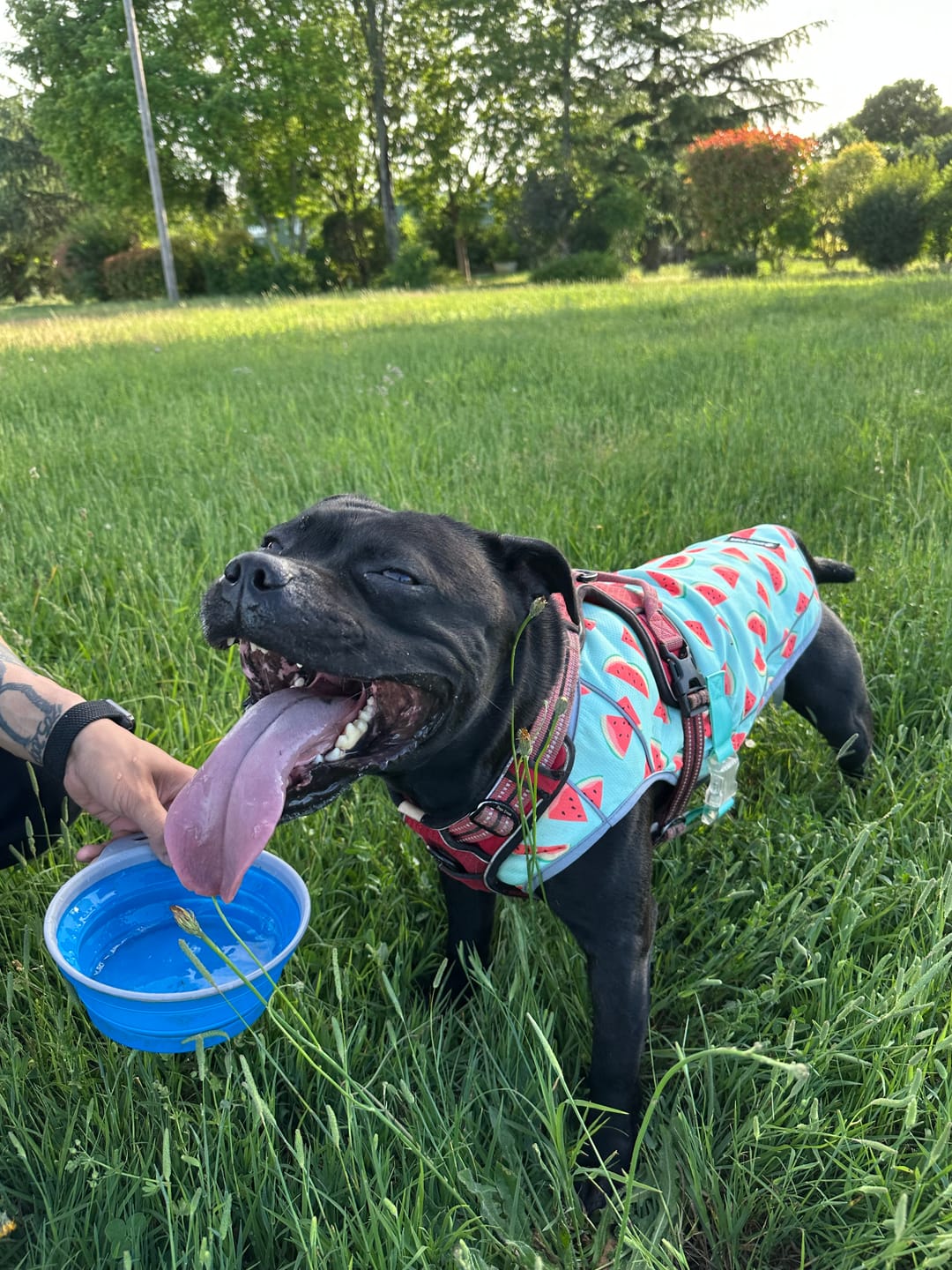 Customer photo review of Dog Cooling Vest - Watermelon