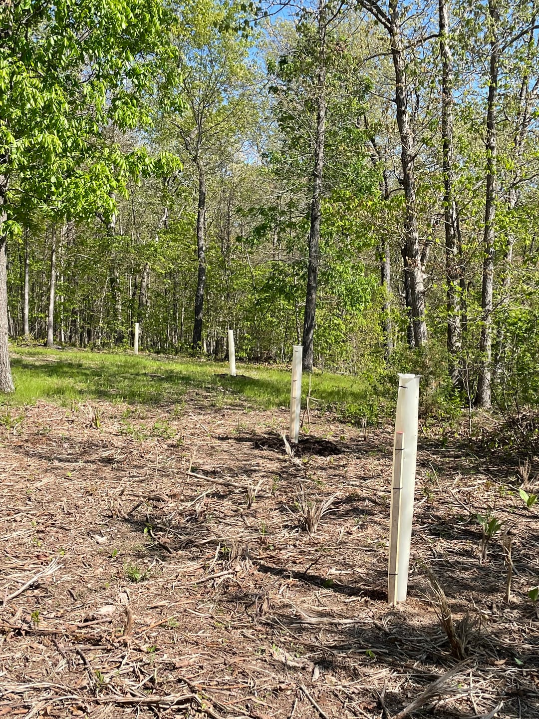 Customer photo review of Sawtooth Oak