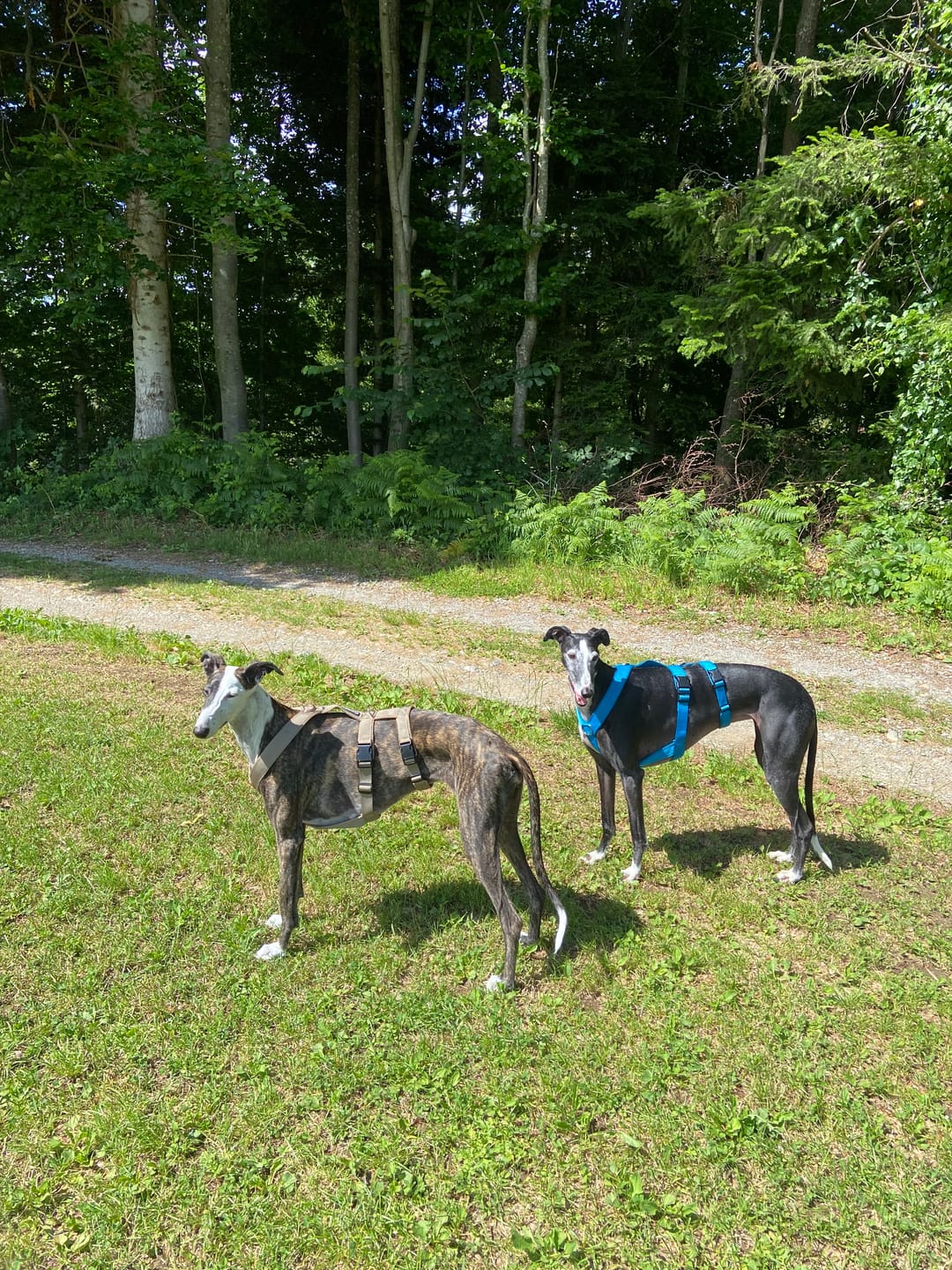Customer photo review of Sicherheitsgeschirr FUN "Tropical Aqua"
