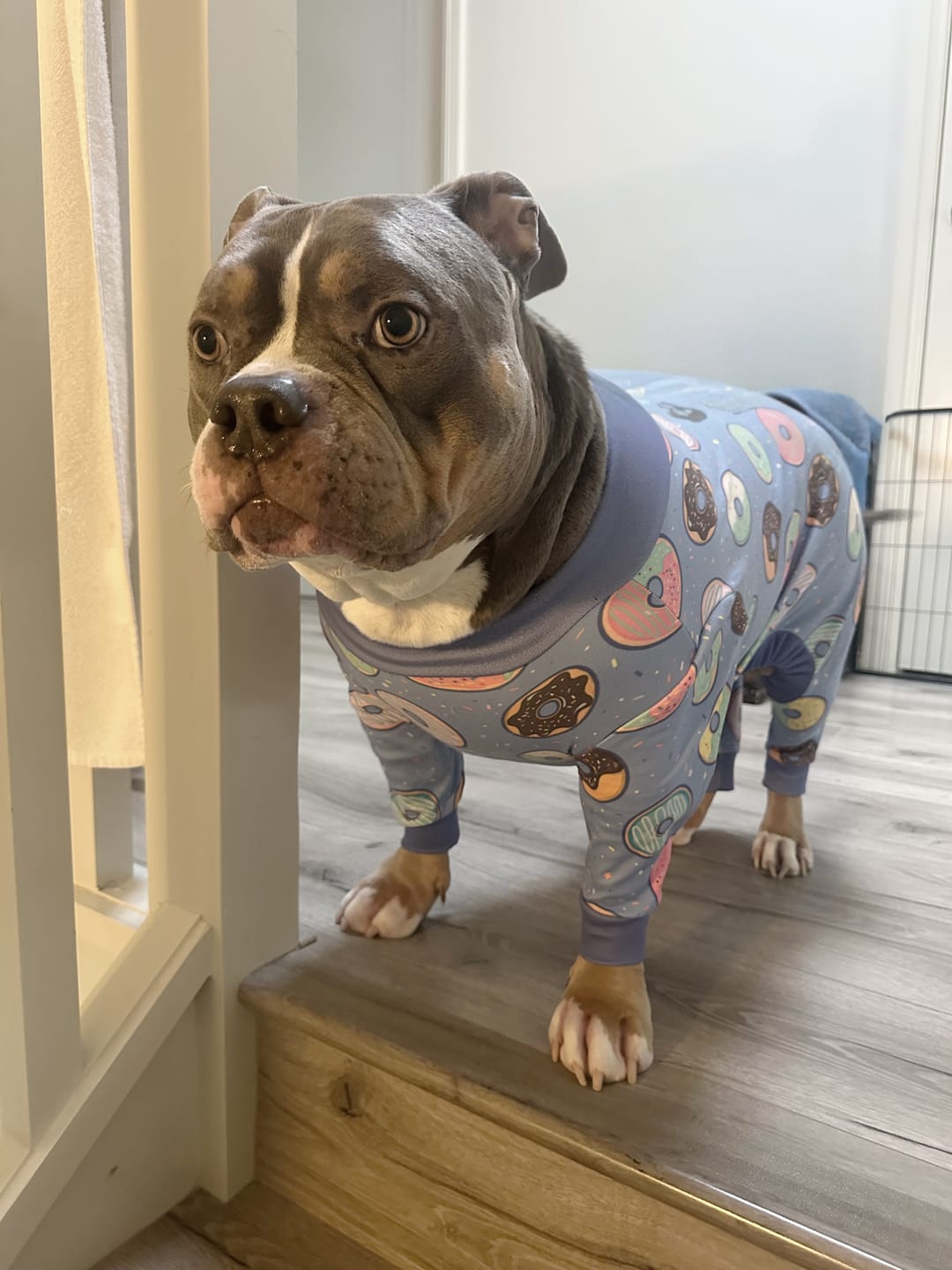 Customer photo review of Dog Pajama - Donuts