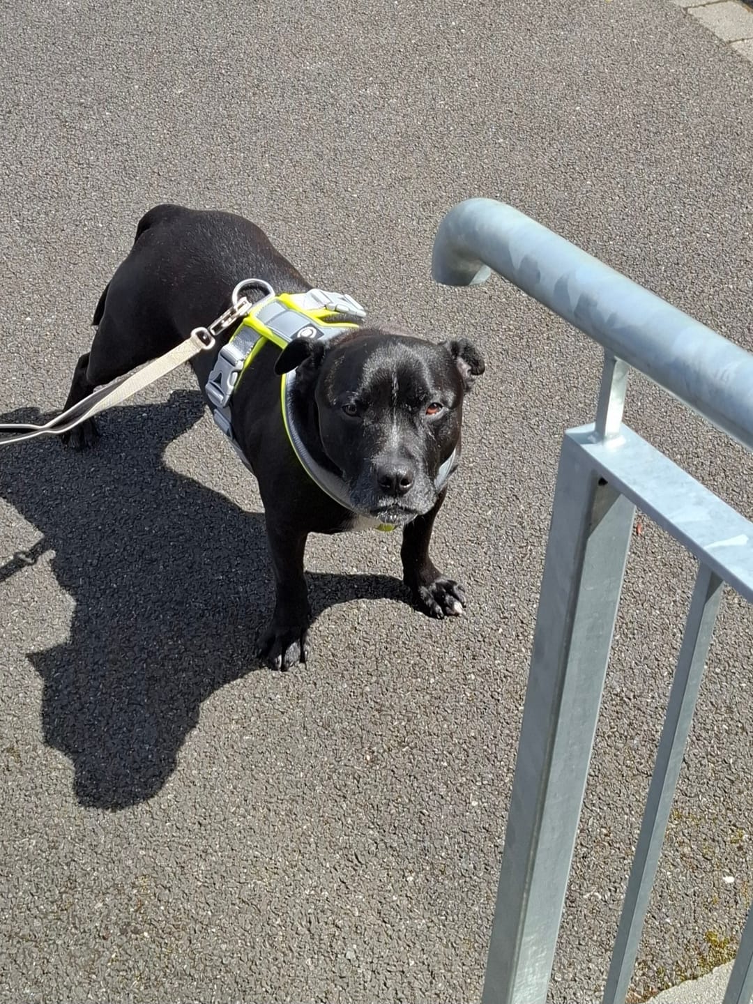 Customer photo review of Slip on Harness | Foam Padded - Metal Grey x Neon