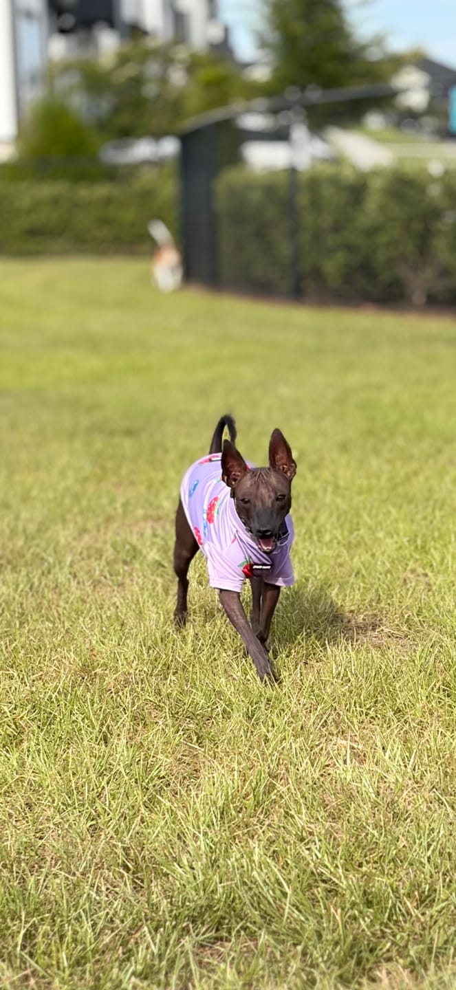 Customer photo review of Sunblock Dog T-Shirt (3-pack) - Bees, Flamingo, Berries