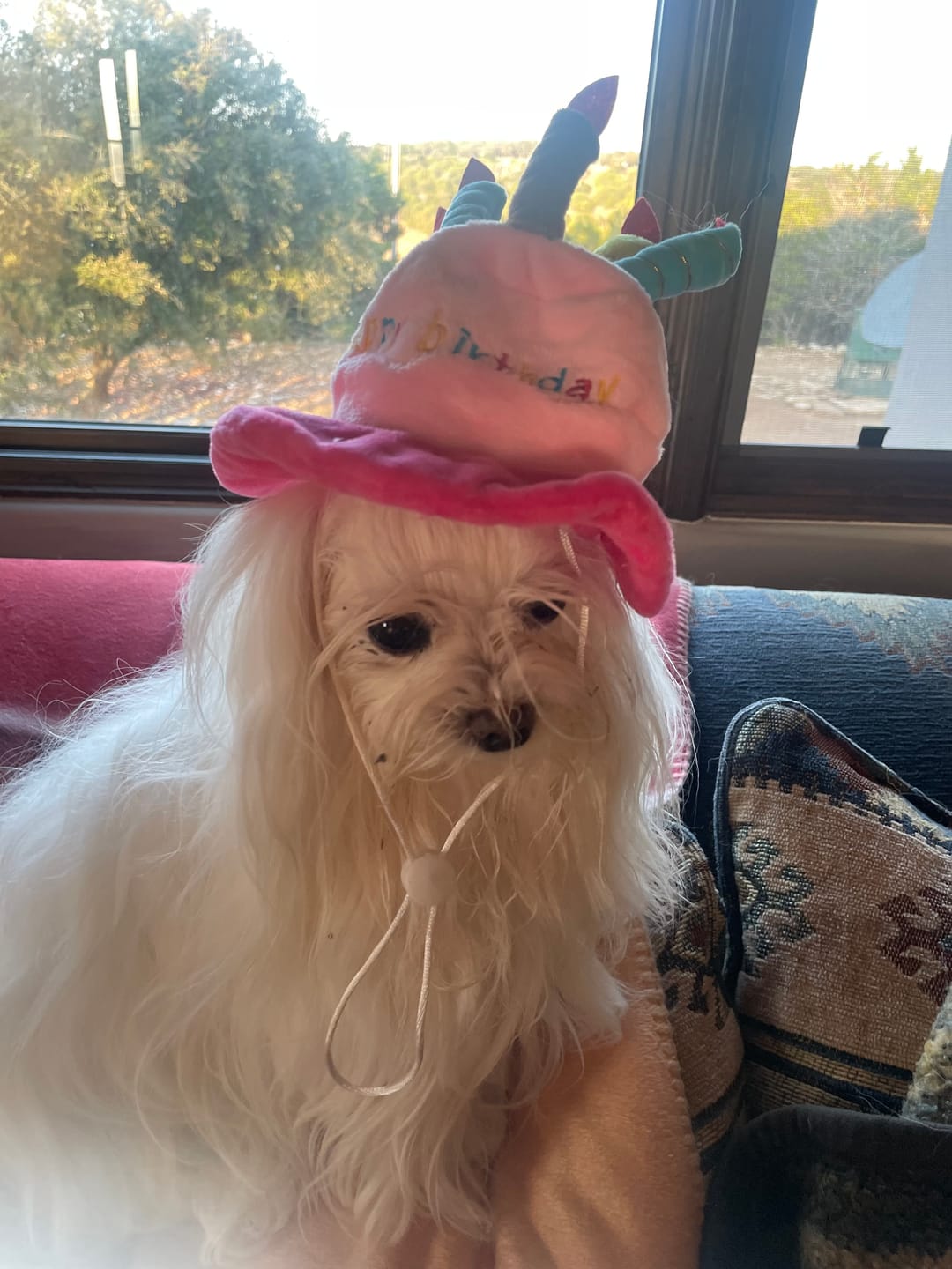 Customer photo review of OptiWize Collagen +Plus Dog and Cat Joint Health Supplement