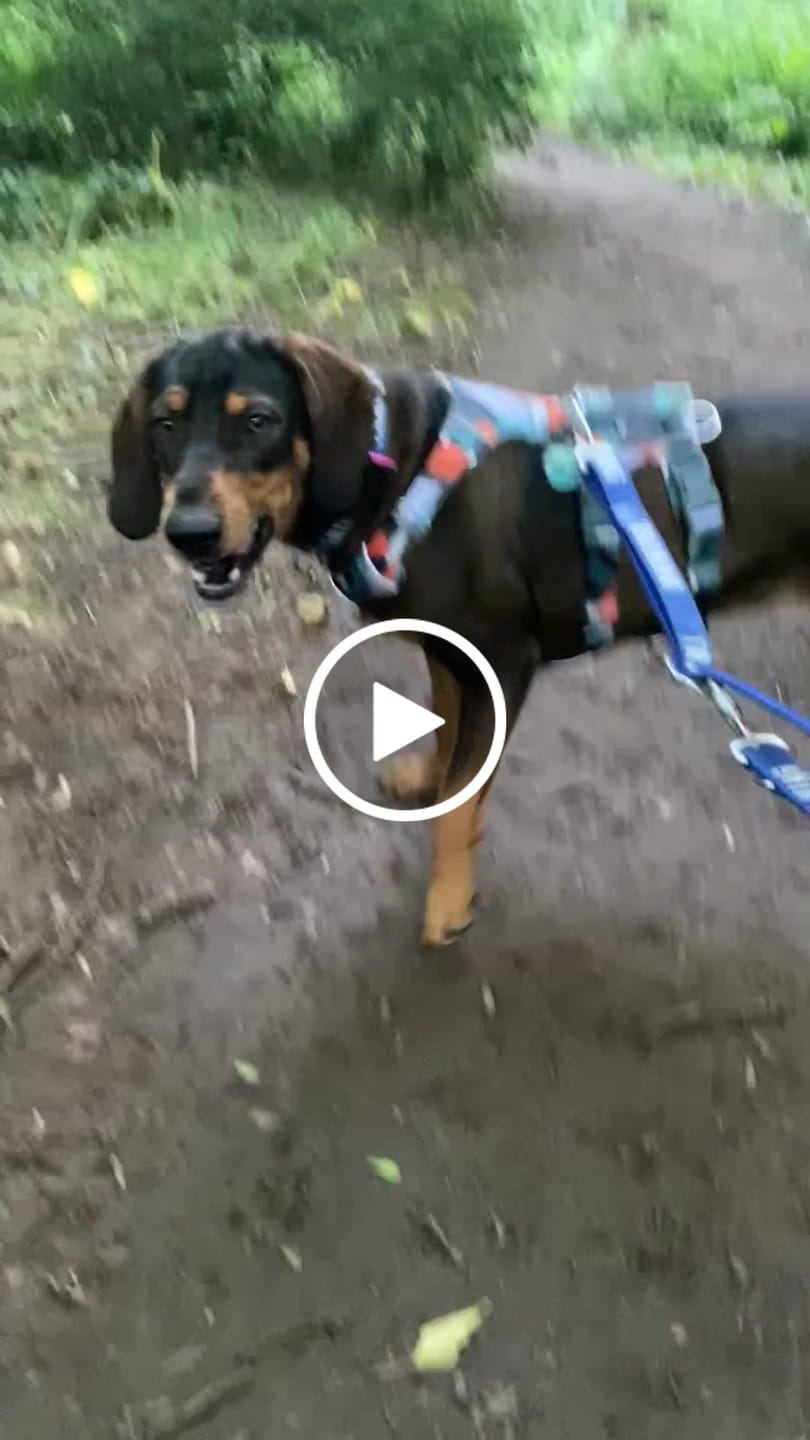 Customer video review of Scramble Harness