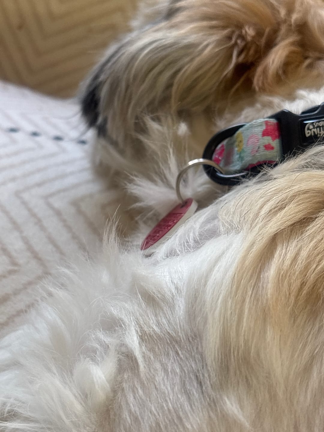 Customer photo review of Collar - Fluffingo