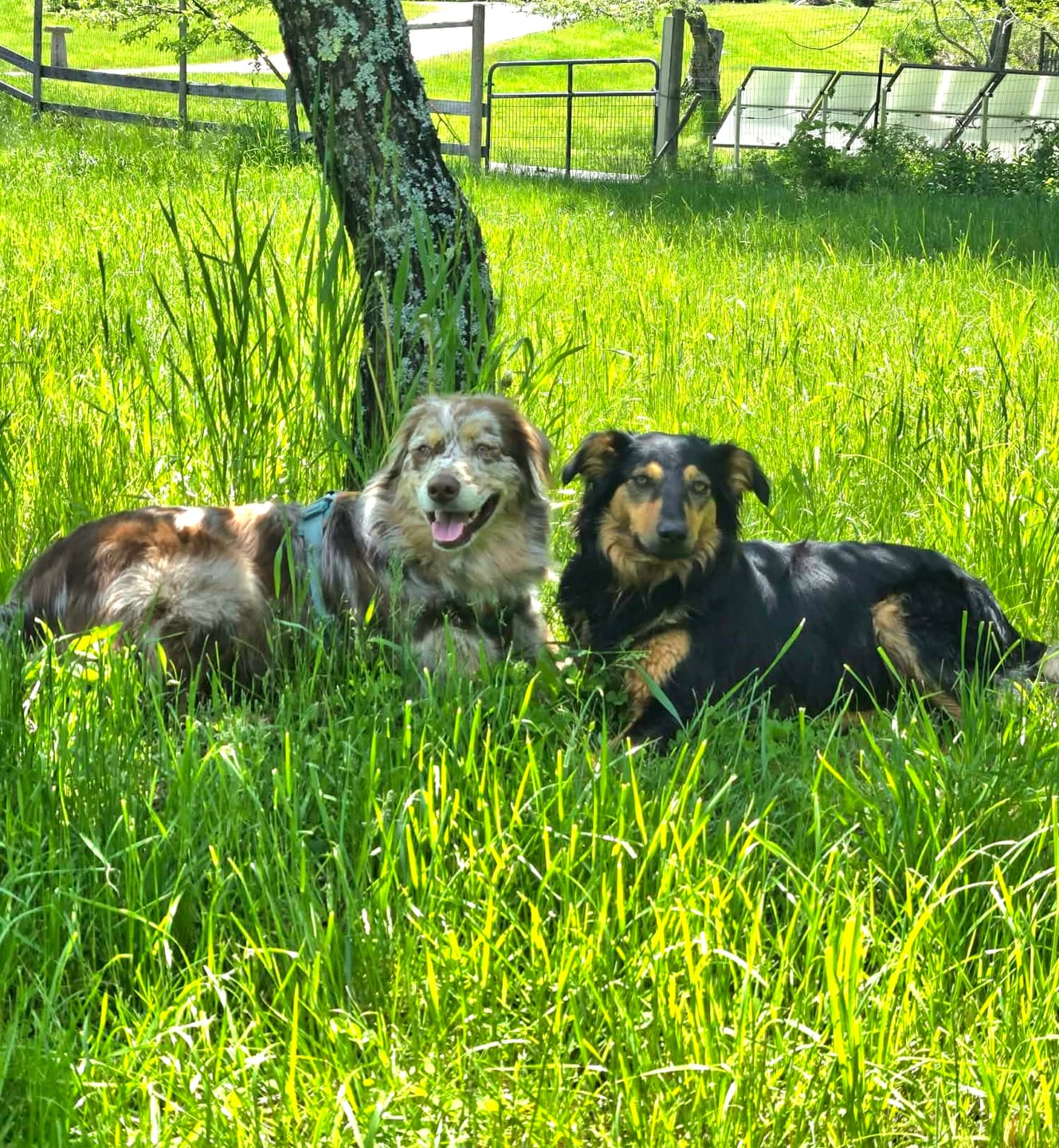 Customer photo review of GCP Flea & Tick Natural Defense for Dogs - 100 Soft Chews