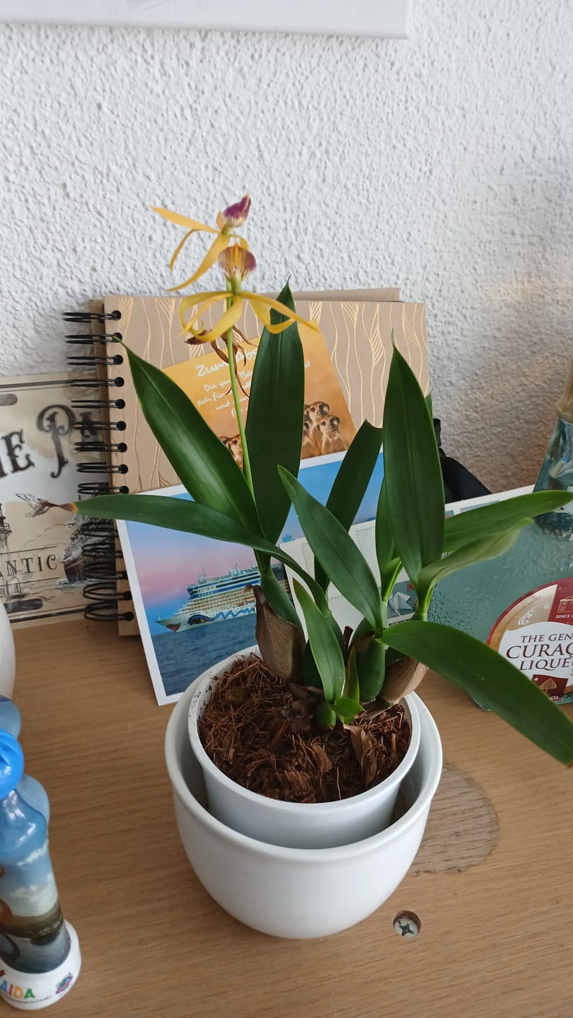 Customer photo review of Encyclia Jasper mit orange-gelben Blüten und 1+Rispen