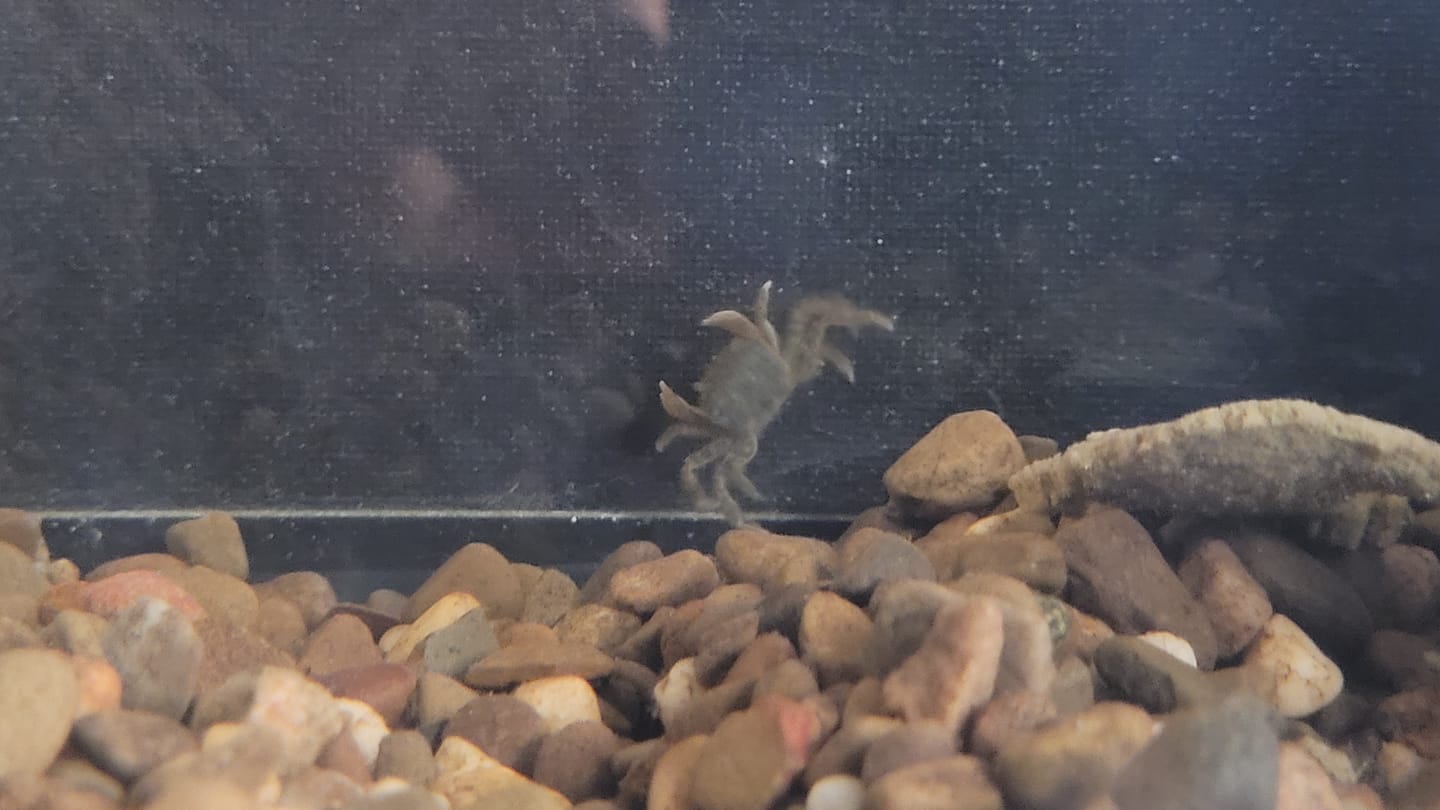Customer photo review of Freshwater Pom Pom Crab (Ptychognathus barbatus)