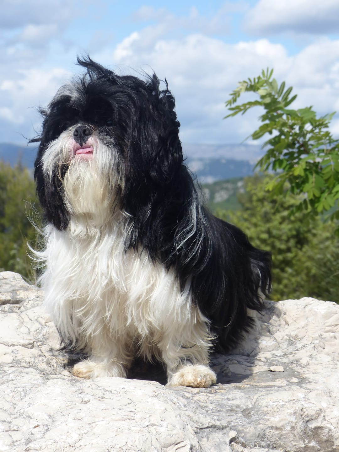 Customer photo review of Croquettes Poulet & Citrouille - Chien Petite Race