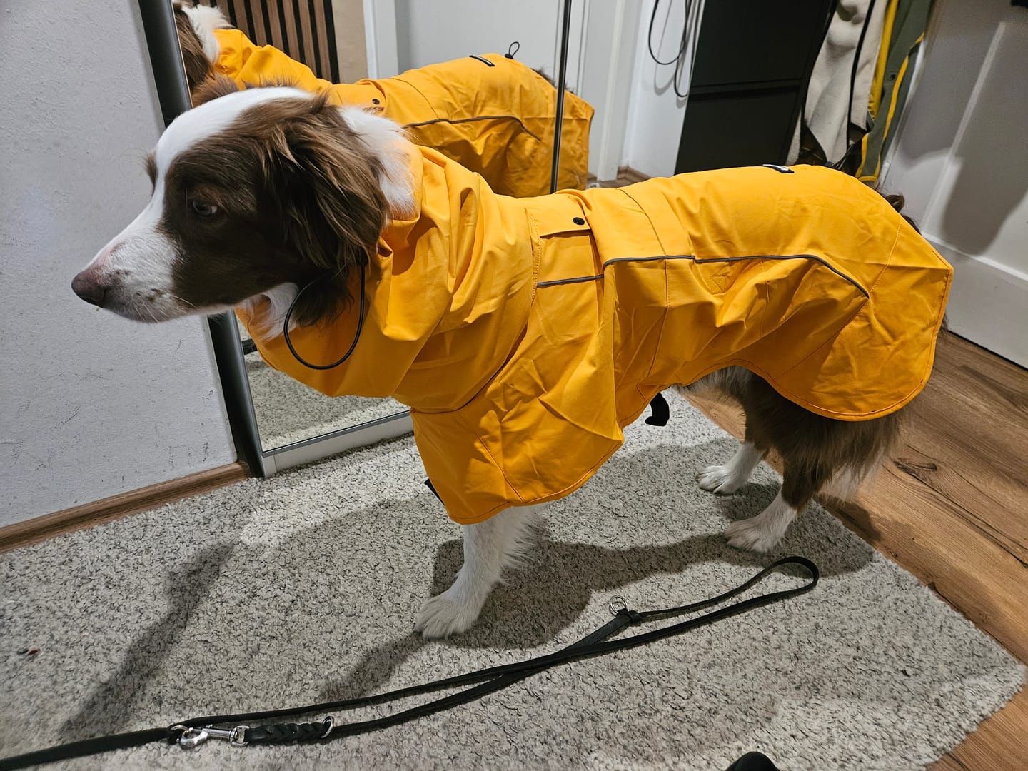 Customer photo review of Breatheshield™ Dog Raincoat - Mustard Yellow