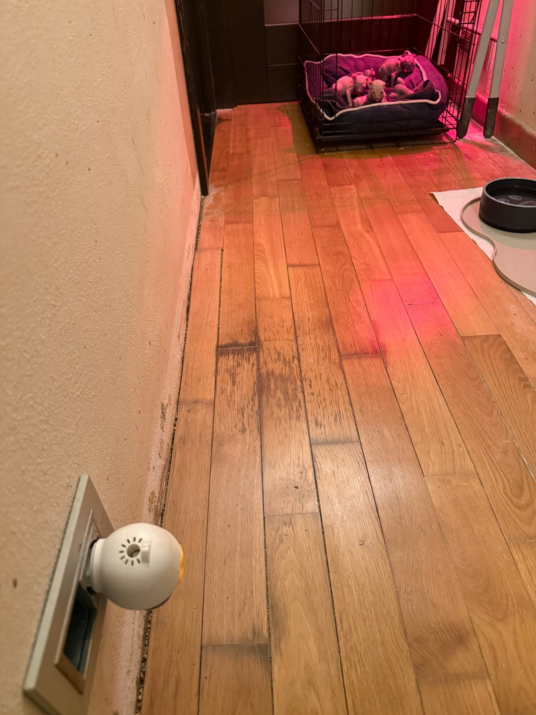 Customer photo review of Ricariche PetNatura