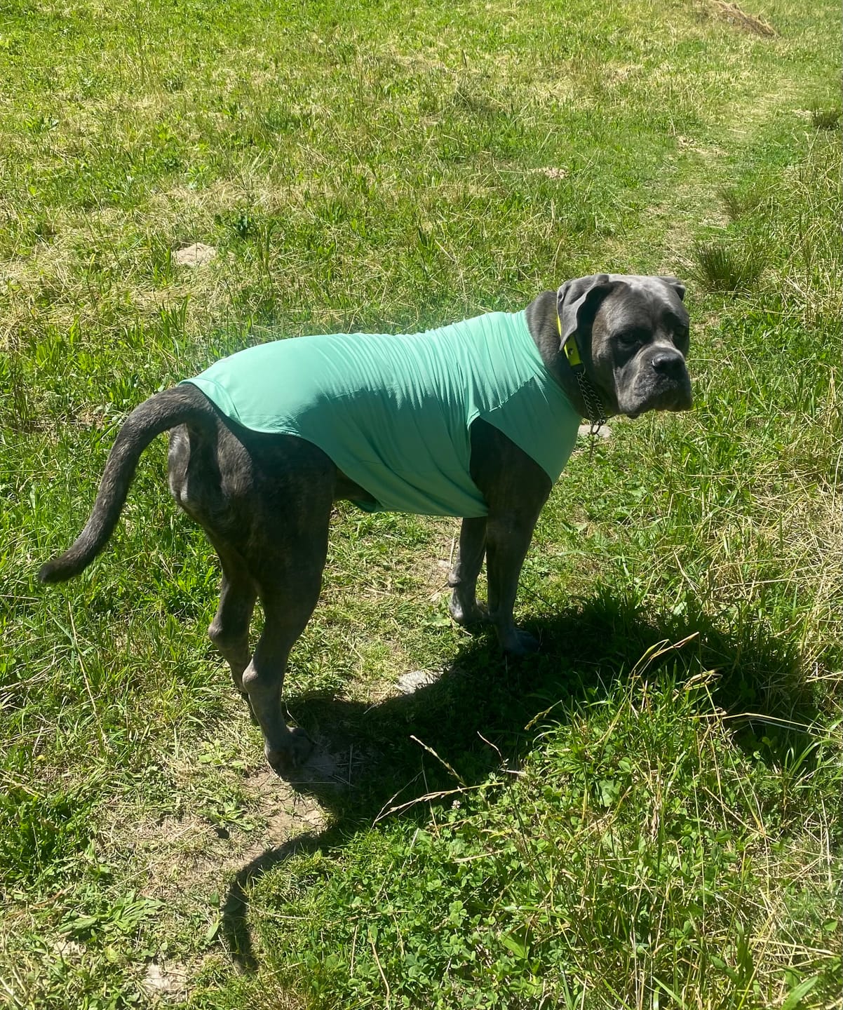 Customer photo review of Sunblock Dog T-Shirts