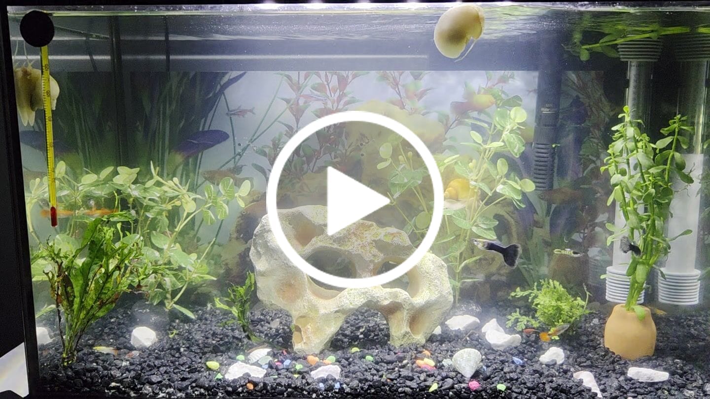 Customer video review of Neon Yellow Shrimp "NEW"