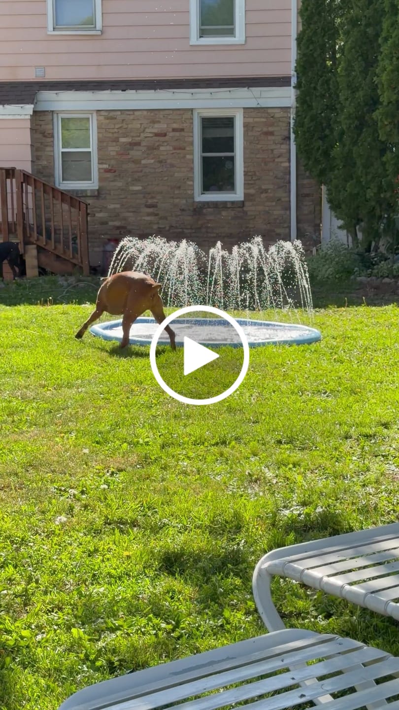 Customer video review of Inflatable Splash Pad Fountain Toy For Dogs
